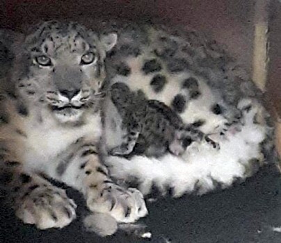 Poland's Wroclaw Zoo welcomes newborn snow leopards