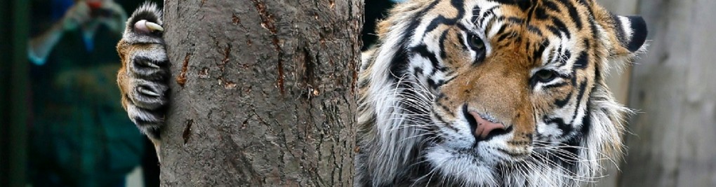 US Tiger Numbers Debunked_InSync - - National Animal Welfare Assco